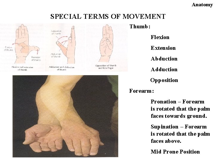 Anatomy SPECIAL TERMS OF MOVEMENT Thumb: Flexion Extension Abduction Adduction Opposition Forearm: Pronation –