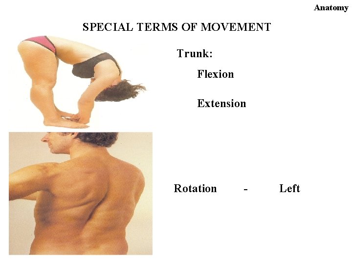 Anatomy SPECIAL TERMS OF MOVEMENT Trunk: Flexion Extension Rotation - Left 