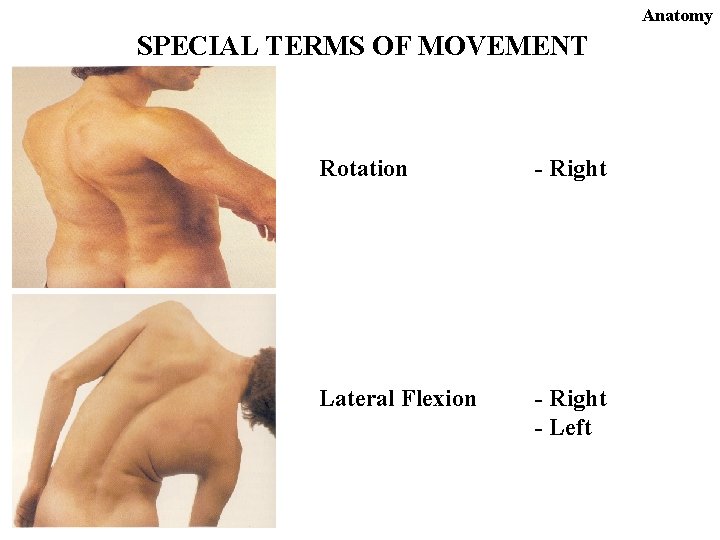 Anatomy SPECIAL TERMS OF MOVEMENT Rotation - Right Lateral Flexion - Right - Left