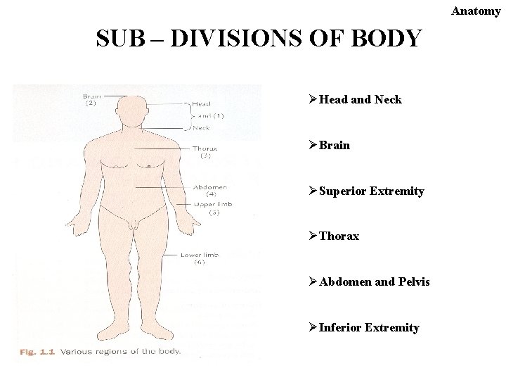 Anatomy SUB – DIVISIONS OF BODY ØHead and Neck ØBrain ØSuperior Extremity ØThorax ØAbdomen