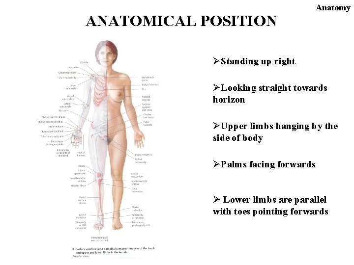 ANATOMICAL POSITION Anatomy ØStanding up right ØLooking straight towards horizon ØUpper limbs hanging by