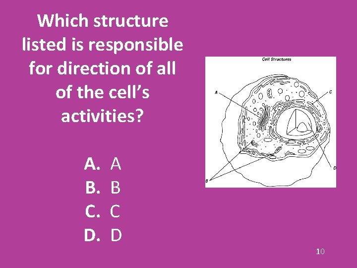Which structure listed is responsible for direction of all of the cell’s activities? A.