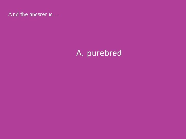 And the answer is… A. purebred 