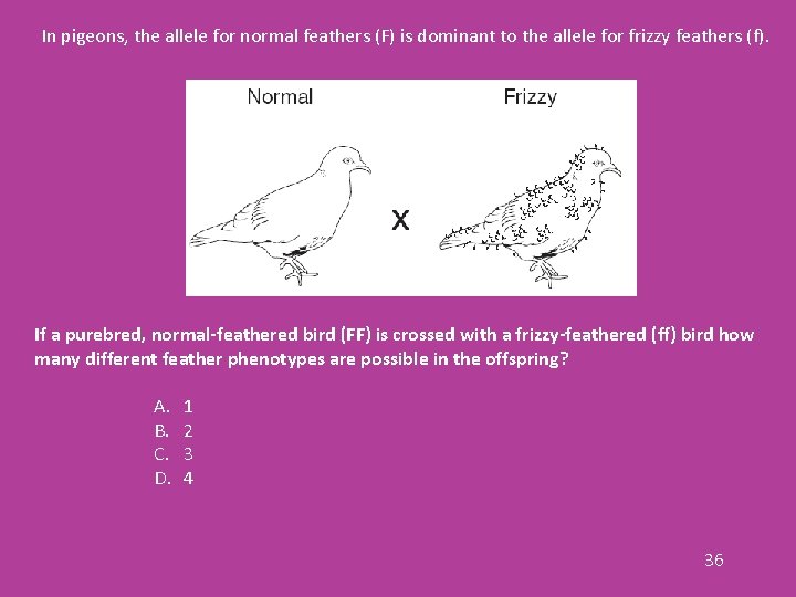 In pigeons, the allele for normal feathers (F) is dominant to the allele for