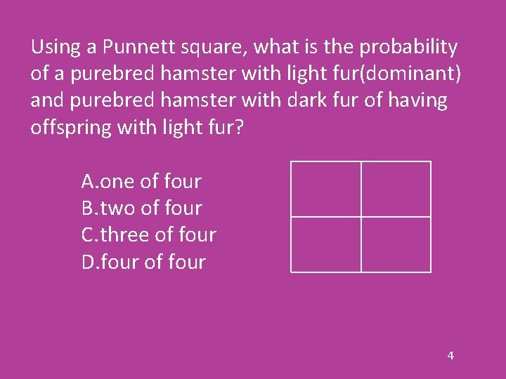 Using a Punnett square, what is the probability of a purebred hamster with light