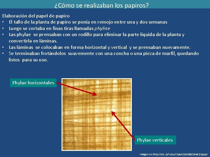 ¿Cómo se realizaban los papiros? Elaboración del papel de papiro • El tallo de