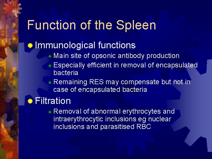 Function of the Spleen ® Immunological functions Main site of opsonic antibody production ®