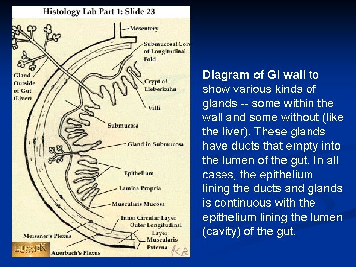 Diagram of GI wall to show various kinds of glands -- some within the