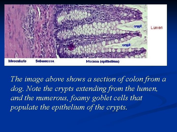 The image above shows a section of colon from a dog. Note the crypts
