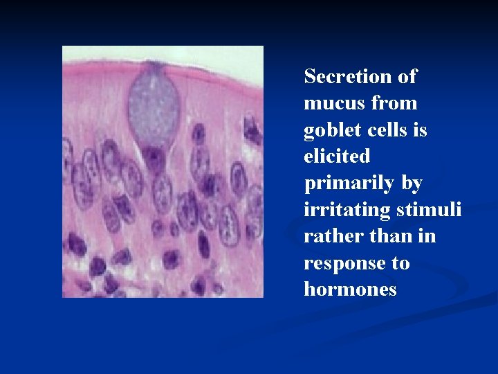 Secretion of mucus from goblet cells is elicited primarily by irritating stimuli rather than