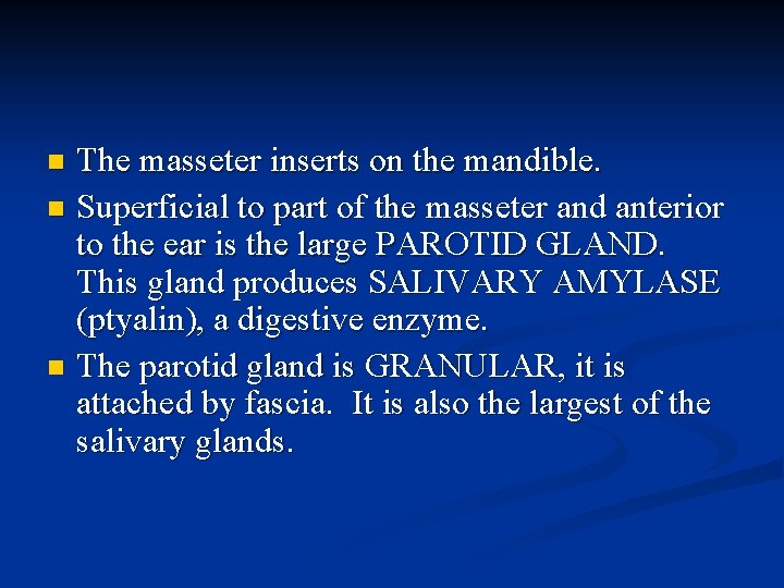 The masseter inserts on the mandible. n Superficial to part of the masseter and