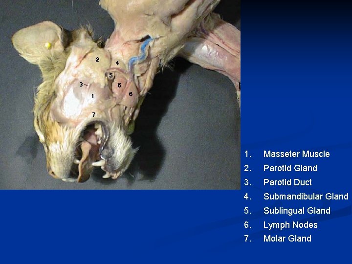 1. Masseter Muscle 2. Parotid Gland 3. Parotid Duct 4. Submandibular Gland 5. Sublingual