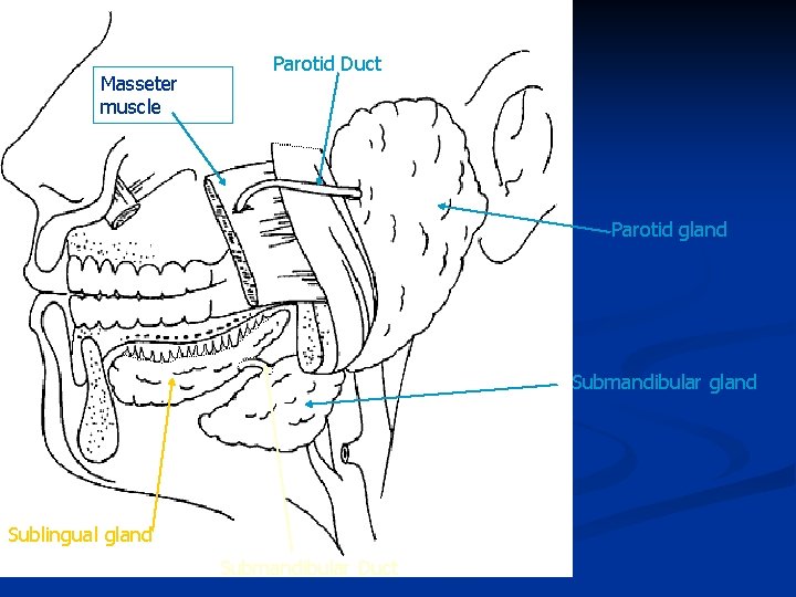 Masseter muscle Parotid Duct Parotid gland Submandibular gland Sublingual gland Submandibular Duct 