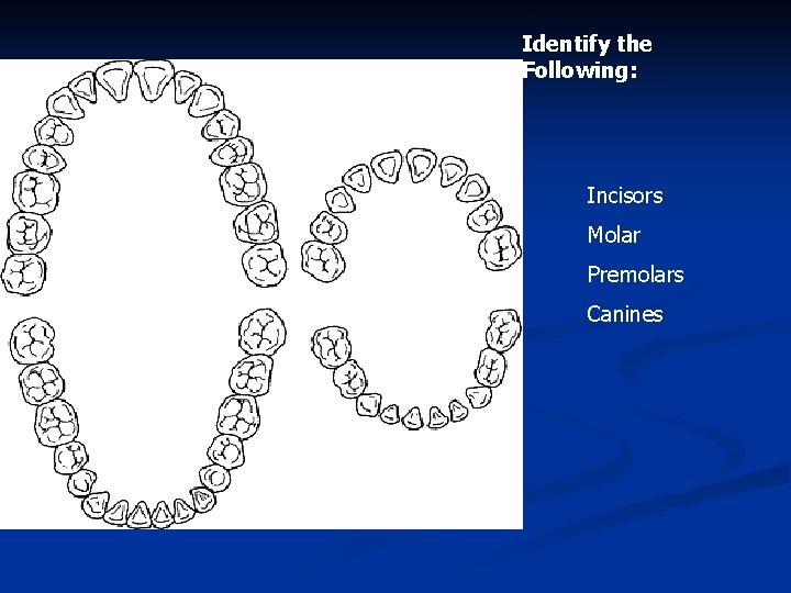 Identify the Following: Incisors Molar Premolars Canines 