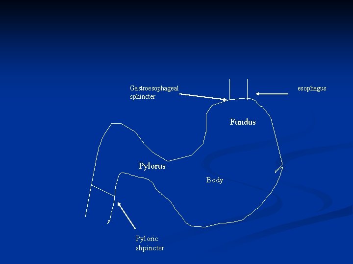 Gastroesophageal sphincter esophagus Fundus Pylorus Body Pyloric shpincter 