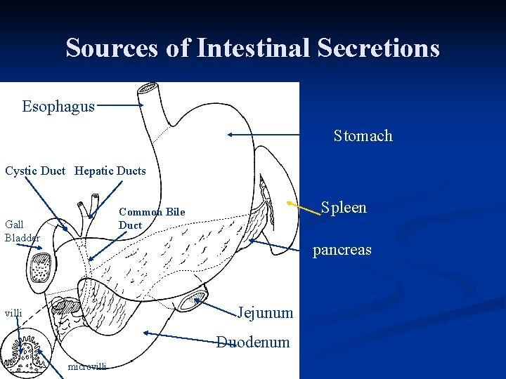 Sources of Intestinal Secretions Esophagus Stomach Cystic Duct Hepatic Ducts Spleen Common Bile Duct