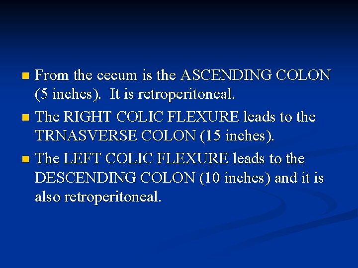 From the cecum is the ASCENDING COLON (5 inches). It is retroperitoneal. n The