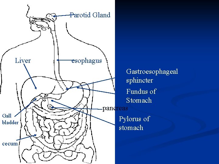 Parotid Gland Liver esophagus Gastroesophageal sphincter Gall bladder cecum Fundus of Stomach pancreas Pylorus