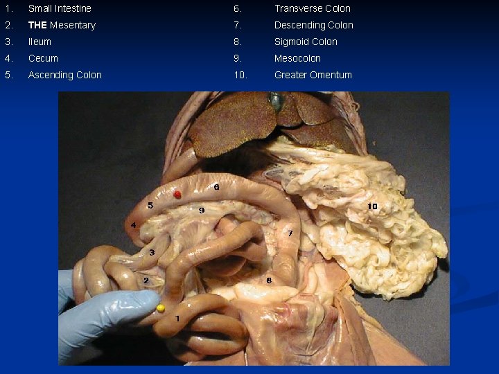 1. Small Intestine 6. Transverse Colon 2. THE Mesentary 7. Descending Colon 3. Ileum
