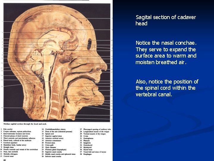 Sagital section of cadaver head Notice the nasal conchae. They serve to expand the