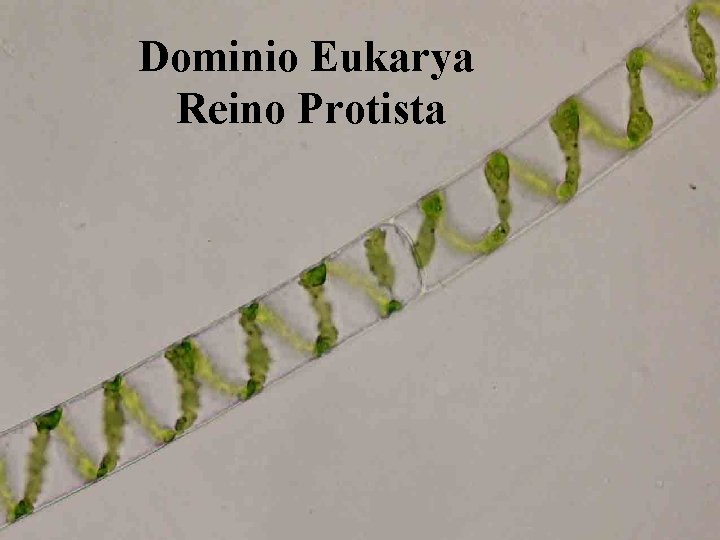 Dominio Eukarya Reino Protista 