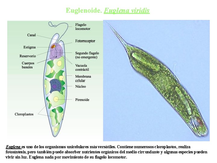 Euglenoide. Euglena viridis Euglena es uno de los organismos unicelulares más versátiles. Contiene numerosos