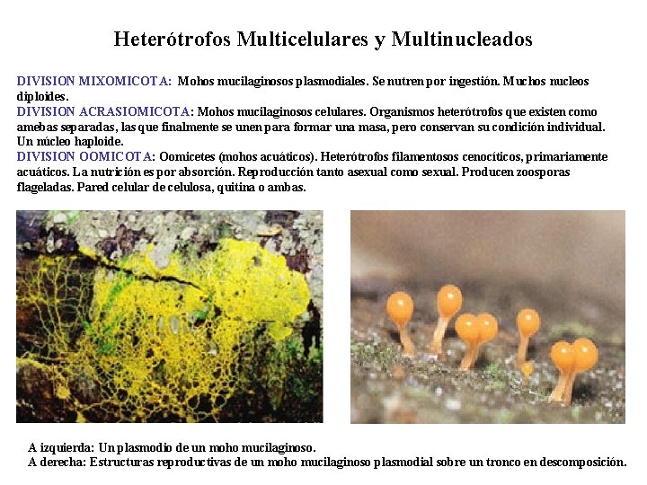Heterótrofos Multicelulares y Multinucleados DIVISION MIXOMICOTA: Mohos mucilaginosos plasmodiales. Se nutren por ingestión. Muchos
