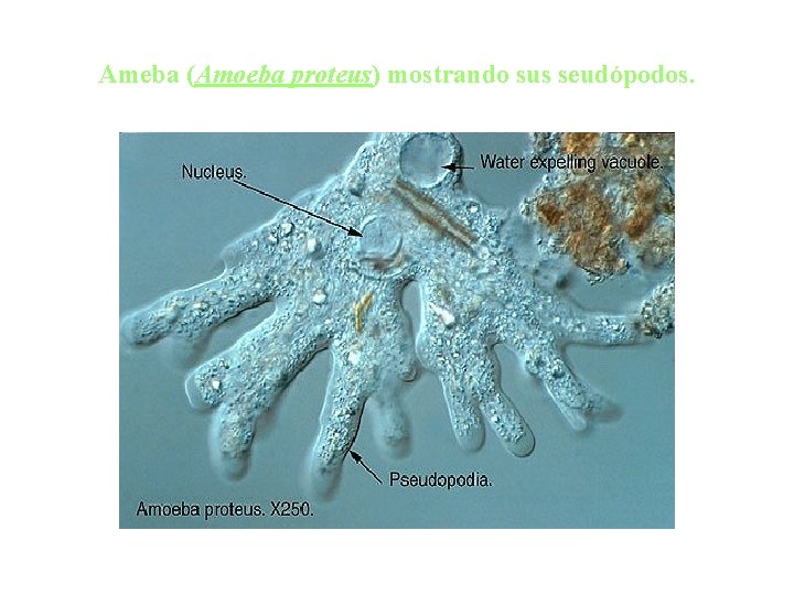 Ameba (Amoeba proteus) mostrando sus seudópodos. 