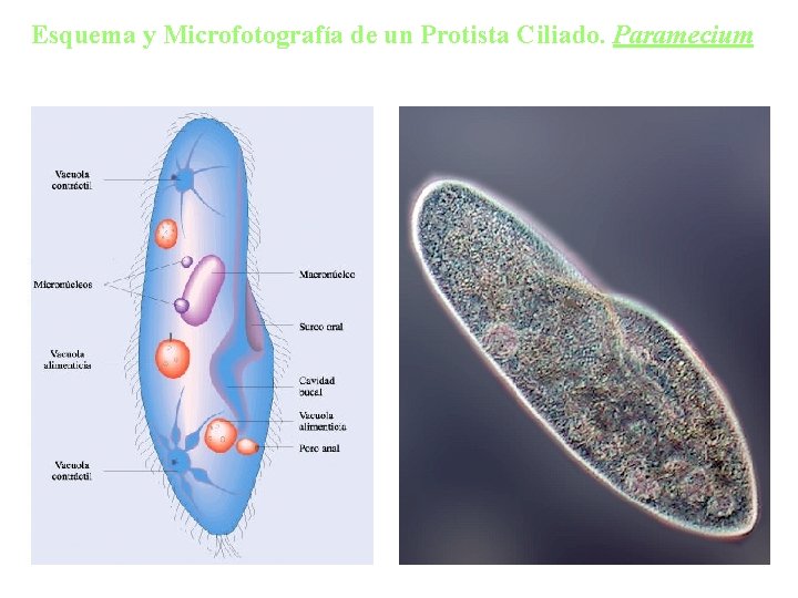 Esquema y Microfotografía de un Protista Ciliado. Paramecium 