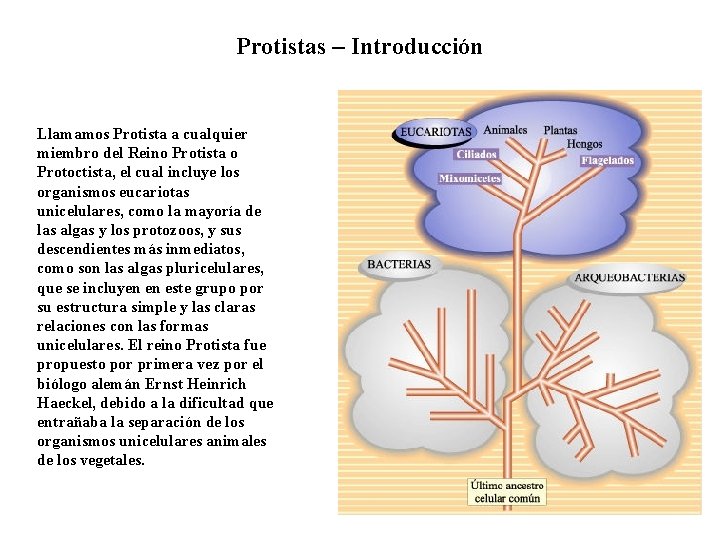 Protistas – Introducción Llamamos Protista a cualquier miembro del Reino Protista o Protoctista, el