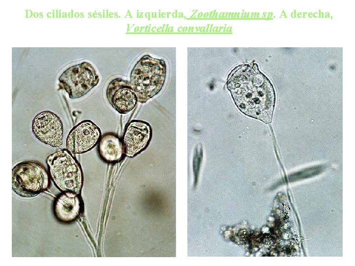 Dos ciliados sésiles. A izquierda, Zoothamnium sp. A derecha, Vorticella convallaria 