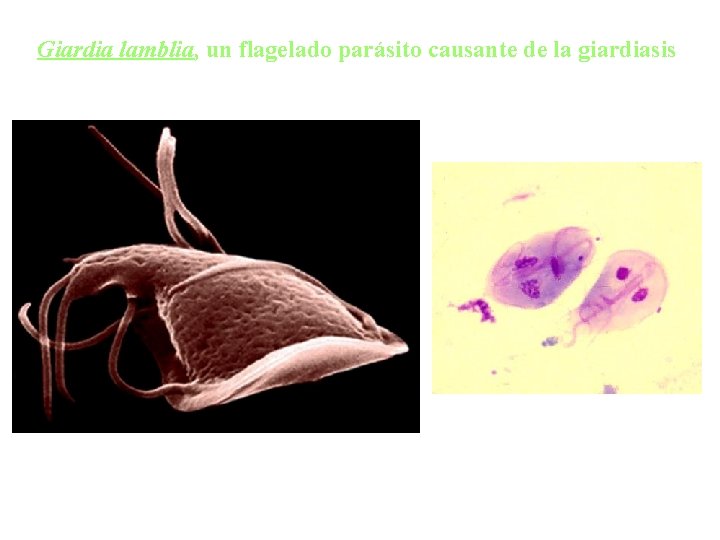 Giardia lamblia, un flagelado parásito causante de la giardiasis 