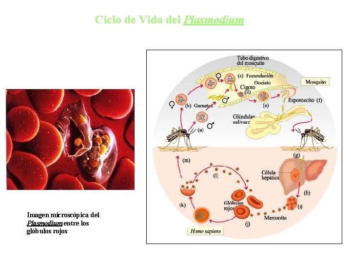 Ciclo de Vida del Plasmodium Imagen microscópica del Plasmodium entre los glóbulos rojos 