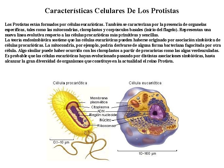 Características Celulares De Los Protistas están formados por células eucarióticas. También se caracterizan por