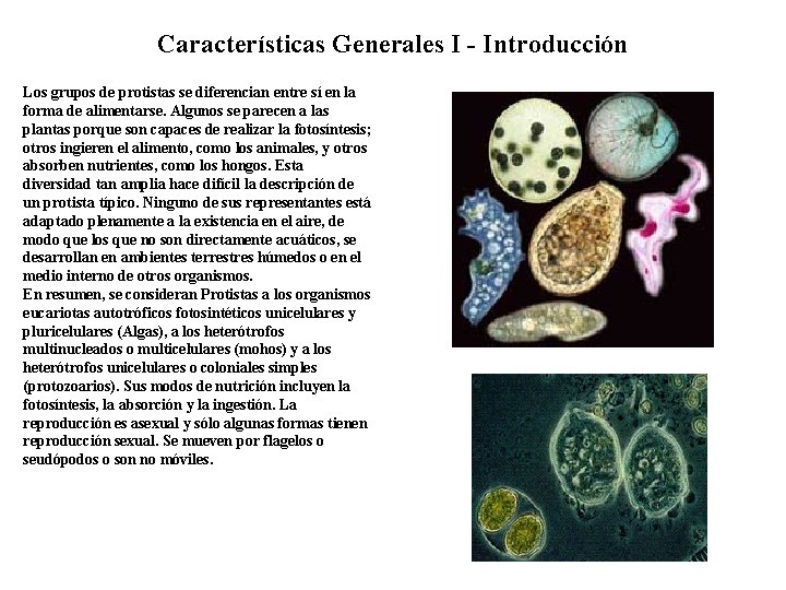 Características Generales I - Introducción Los grupos de protistas se diferencian entre sí en