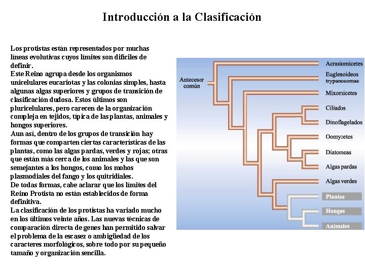 Introducción a la Clasificación Los protistas están representados por muchas líneas evolutivas cuyos límites