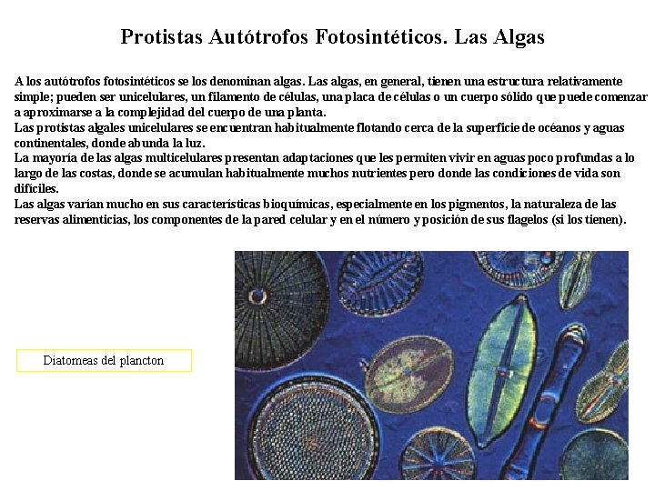 Protistas Autótrofos Fotosintéticos. Las Algas A los autótrofos fotosintéticos se los denominan algas. Las