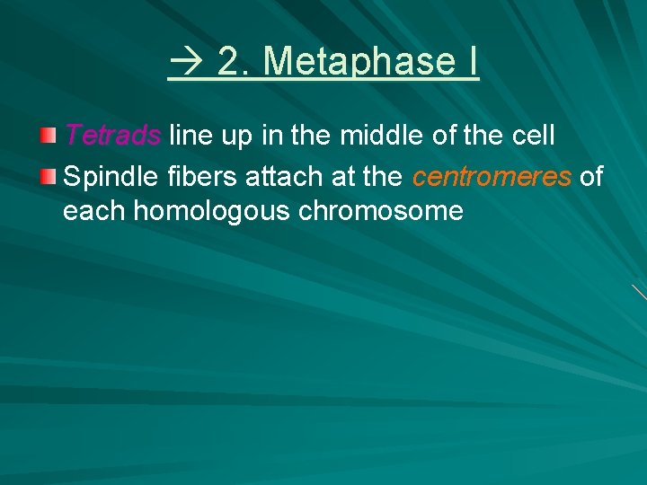 2. Metaphase I Tetrads line up in the middle of the cell Spindle 2. Metaphase I Tetrads line up in the middle of the cell Spindle