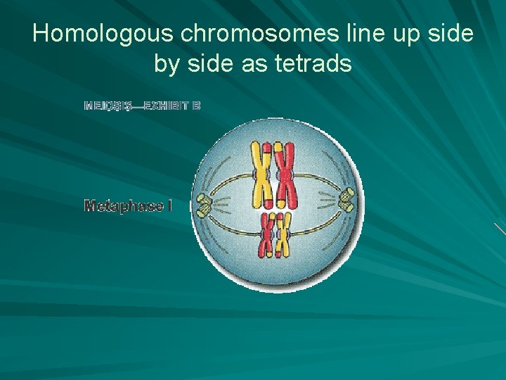Homologous chromosomes line up side by side as tetrads Homologous chromosomes line up side by side as tetrads