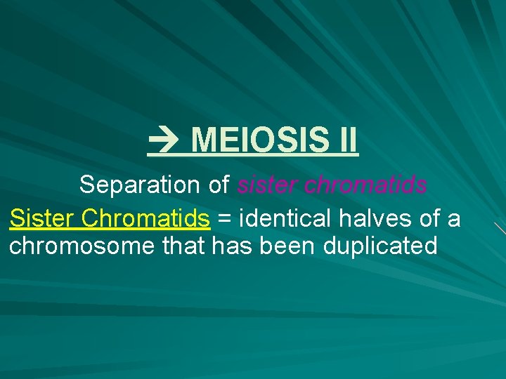 MEIOSIS II Separation of sister chromatids Sister Chromatids = identical halves of a MEIOSIS II Separation of sister chromatids Sister Chromatids = identical halves of a