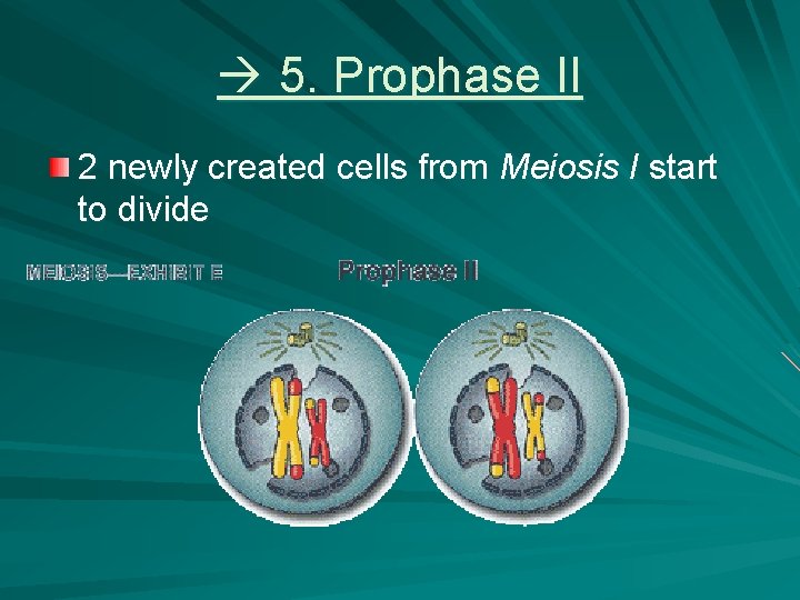 5. Prophase II 2 newly created cells from Meiosis I start to divide 5. Prophase II 2 newly created cells from Meiosis I start to divide