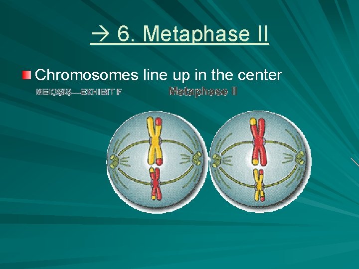 6. Metaphase II Chromosomes line up in the center 6. Metaphase II Chromosomes line up in the center