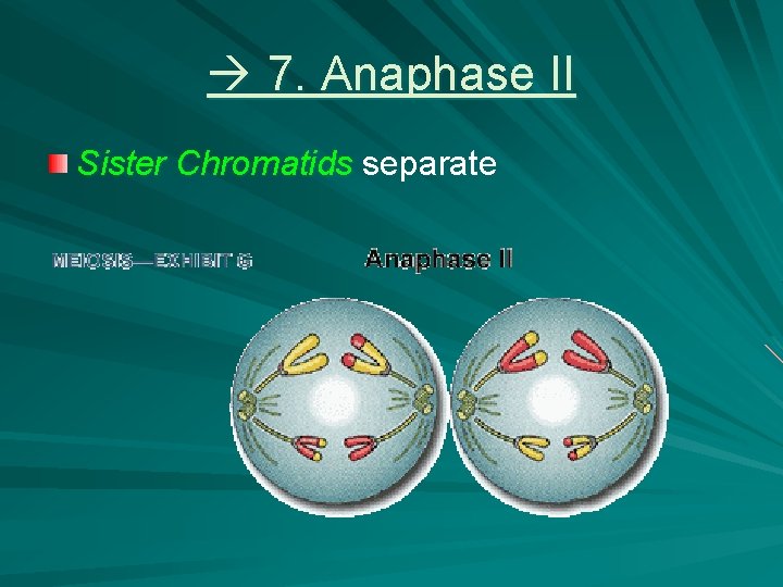 7. Anaphase II Sister Chromatids separate 7. Anaphase II Sister Chromatids separate