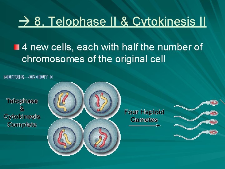 8. Telophase II & Cytokinesis II 4 new cells, each with half the 8. Telophase II & Cytokinesis II 4 new cells, each with half the