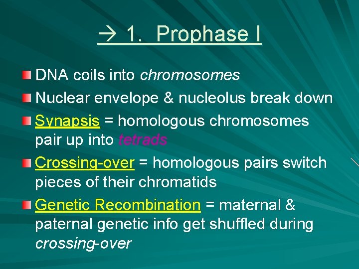 1. Prophase I DNA coils into chromosomes Nuclear envelope & nucleolus break down 1. Prophase I DNA coils into chromosomes Nuclear envelope & nucleolus break down
