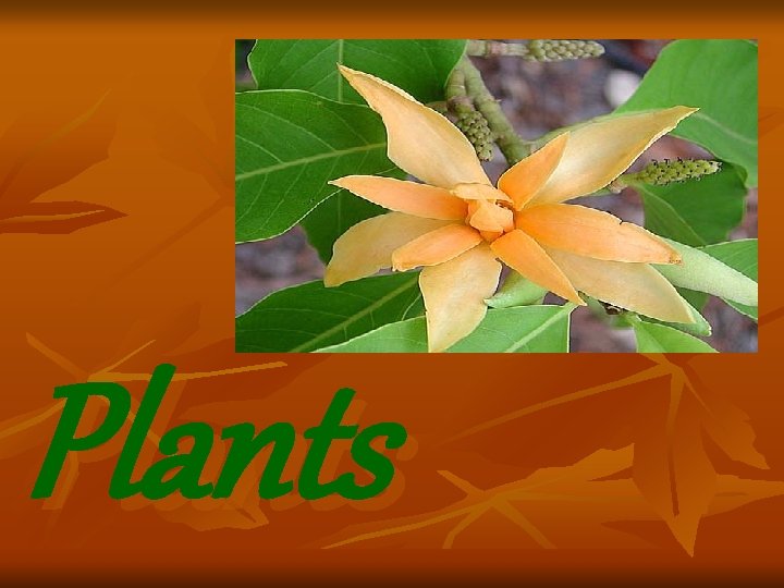 Plants Plants