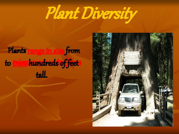 Plant Diversity Plants range in size from microscopic water to trees hundreds of ferns Plant Diversity Plants range in size from microscopic water to trees hundreds of ferns