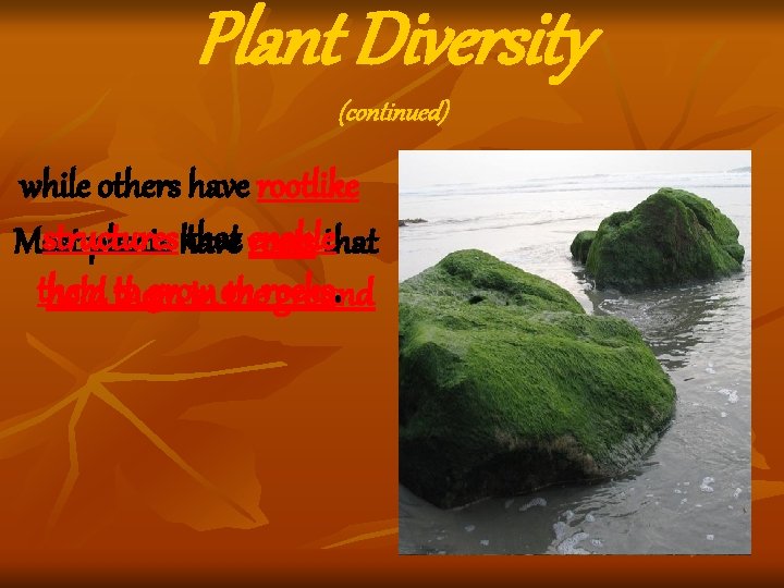 Plant Diversity (continued) while others have rootlike structures that enable Most plants have roots Plant Diversity (continued) while others have rootlike structures that enable Most plants have roots