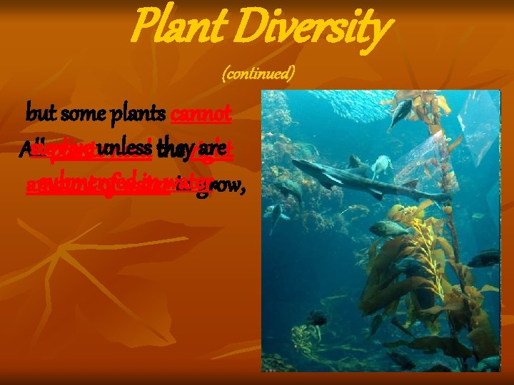 Plant Diversity (continued) but some plants cannot survive are All plantsunless need they the Plant Diversity (continued) but some plants cannot survive are All plantsunless need they the