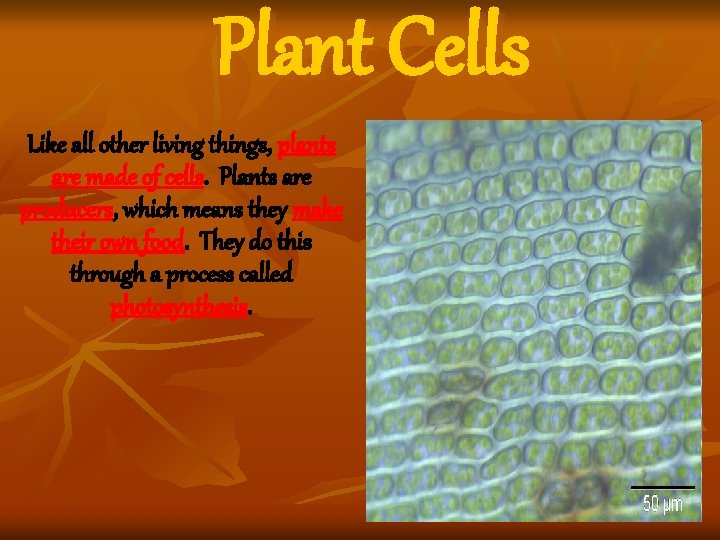Plant Cells Like all other living things, plants are made of cells. Plants are Plant Cells Like all other living things, plants are made of cells. Plants are